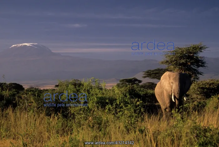 : Kenya: Amboseli, African elephant ('Loxodonta : Kenya: Amboseli, African elephant ('Loxodonta