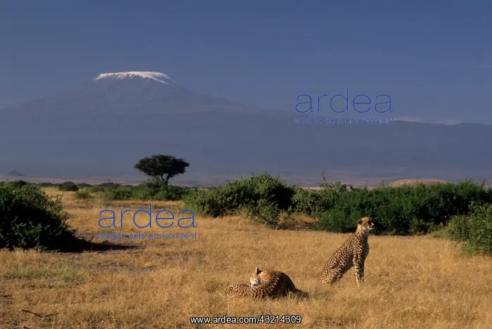 : Kenya: Amboseli, two cheetahs ('Acinonyx : Kenya: Amboseli, two cheetahs ('Acinonyx