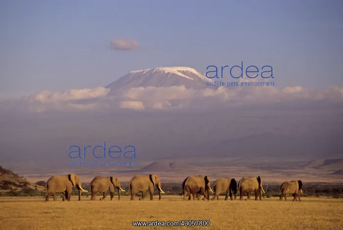 : Kenya, Amboseli. Herd of African elephants : Kenya, Amboseli. Herd of African elephants