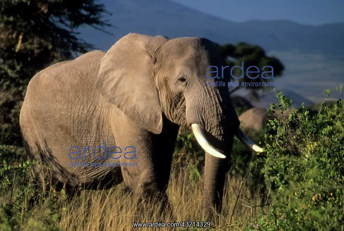 : Kenya: Amboseli, male African elephant ('Loxodonta : Kenya: Amboseli, male African elephant ('Loxodonta