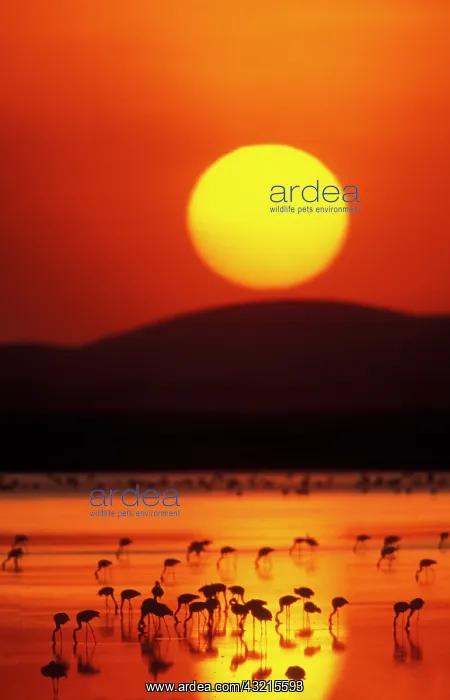 : Kenya, Amboseli National Park. Flock of : Kenya, Amboseli National Park. Flock of