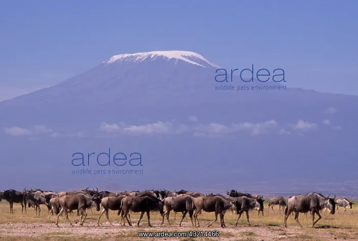 : Kenya: Amboseli National Park, herd of wildebeests : Kenya: Amboseli National Park, herd of wildebeests