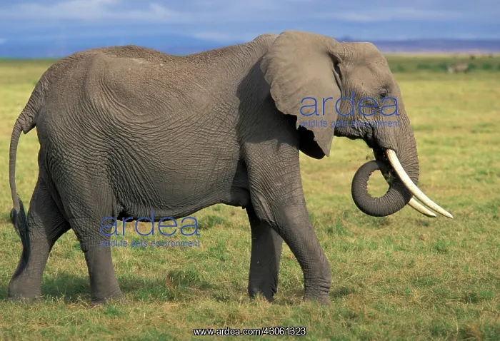 : Kenya, Amboselli. African Elephant (Loxodonta : Kenya, Amboselli. African Elephant (Loxodonta