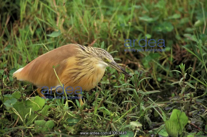 : Kenya, Ambroseli National Park. Squacco : Kenya, Ambroseli National Park. Squacco