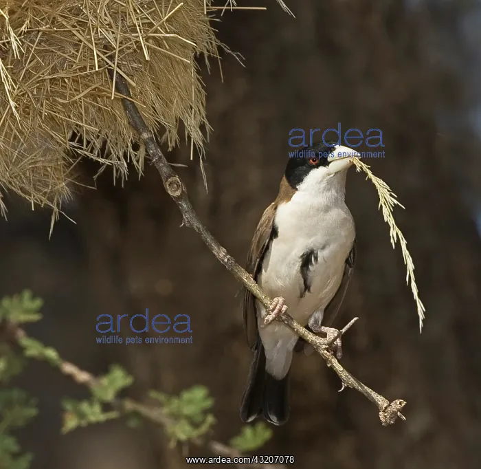 : Kenya. Black-capped social weaver bird with : Kenya. Black-capped social weaver bird with