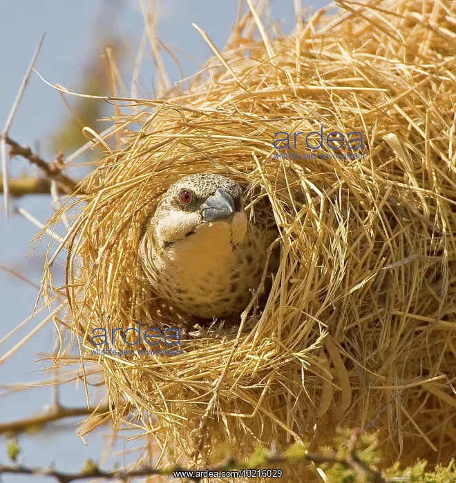 : Kenya. Black-capped social weaver at entrance : Kenya. Black-capped social weaver at entrance