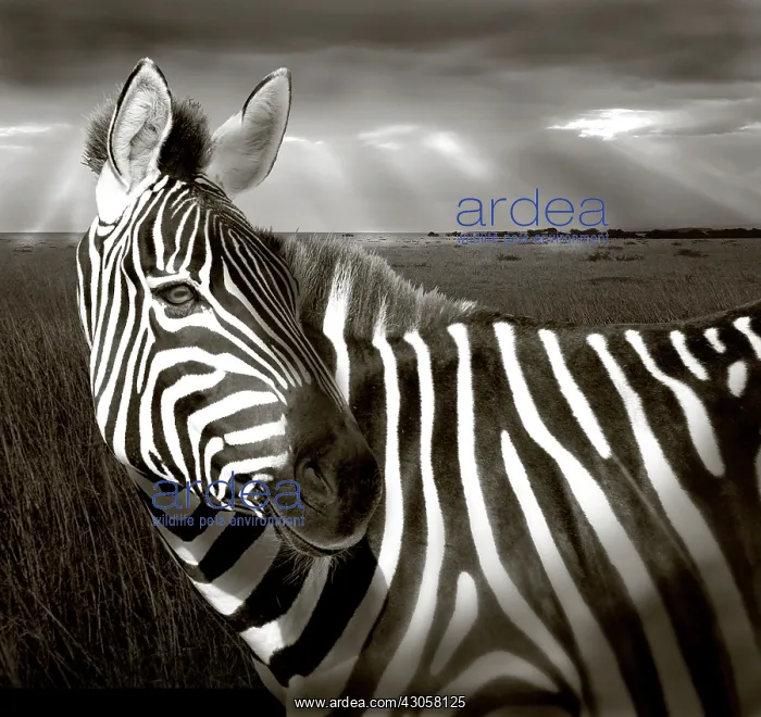 : Kenya. Black & white of zebra and plain : Kenya. Black & white of zebra and plain