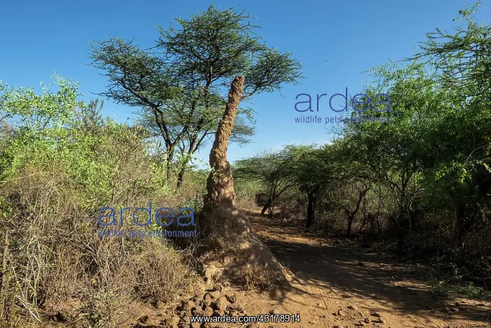 : Kenya, Bogoria reserve, termit mound : Kenya, Bogoria reserve, termit mound