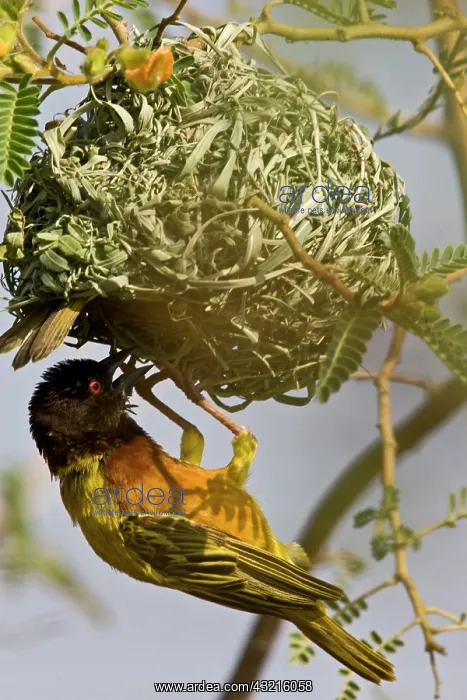 : Kenya. Brown-capped weaver bird building : Kenya. Brown-capped weaver bird building