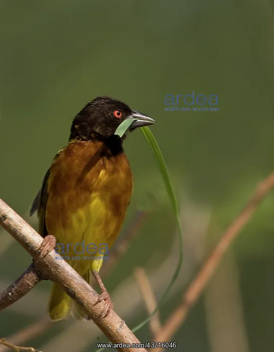 : Kenya. Brown-capped weaver bird with nesting : Kenya. Brown-capped weaver bird with nesting