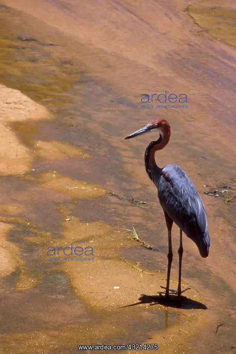 : Kenya: Buffalo Springs National Reserve : Kenya: Buffalo Springs National Reserve