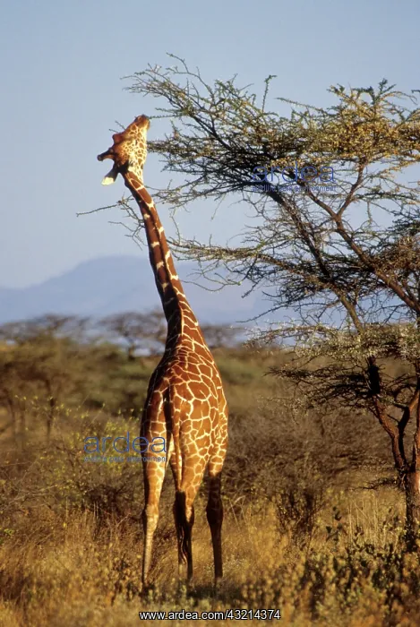 : Kenya: Buffalo Springs National Reserve : Kenya: Buffalo Springs National Reserve