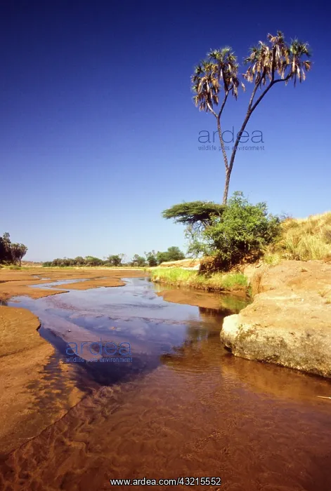 : Kenya, Buffalo Springs National Reserve : Kenya, Buffalo Springs National Reserve