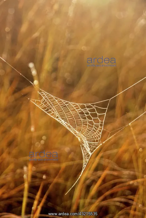 : Kenya, Chyulu Hills, Campi ya Kanzi. Spider : Kenya, Chyulu Hills, Campi ya Kanzi. Spider