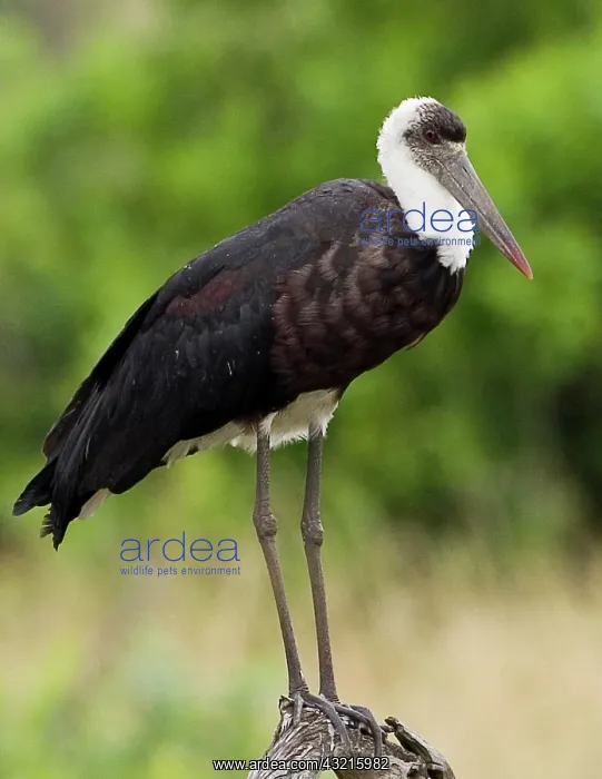 : Kenya. Close-up of Abdim's stork perched : Kenya. Close-up of Abdim's stork perched