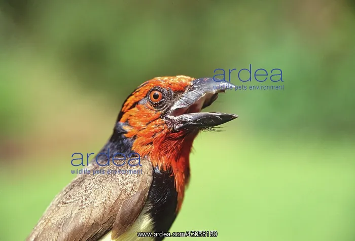 : Kenya. Close-up of black-collared barbet : Kenya. Close-up of black-collared barbet