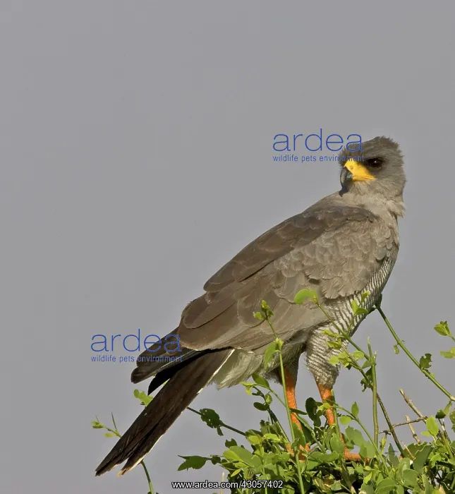 : Kenya. Close-up of Chanting Goshawk on bush : Kenya. Close-up of Chanting Goshawk on bush