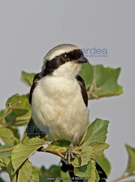 : Kenya. Close-up of grey-backed fiscal bird : Kenya. Close-up of grey-backed fiscal bird