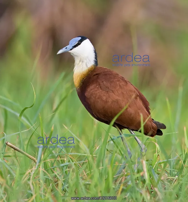  : Kenya. Close-up of jacana bird in grass