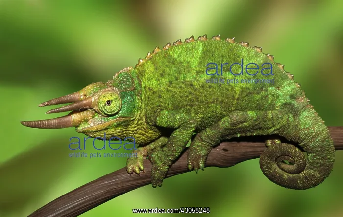 : Kenya. Close-up of Jackson's Chameleon on : Kenya. Close-up of Jackson's Chameleon on