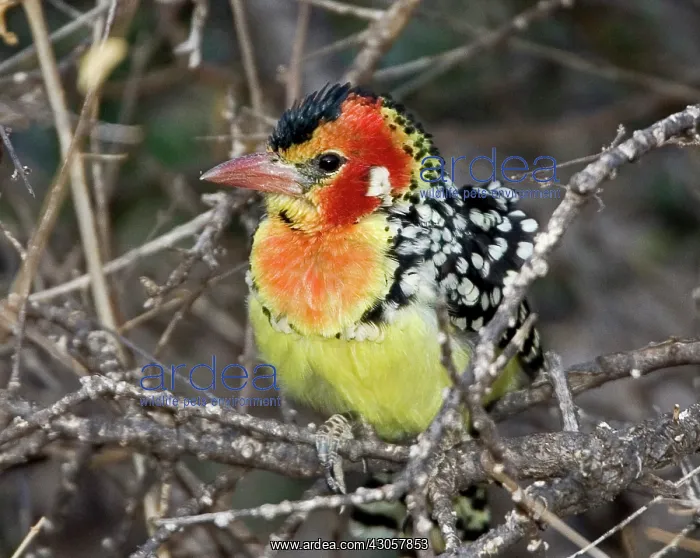: Kenya. Close-up of red and yellow barbet : Kenya. Close-up of red and yellow barbet