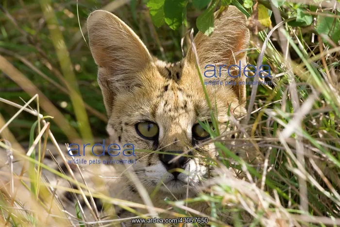 : Kenya. Close-up of serval cat in brush : Kenya. Close-up of serval cat in brush