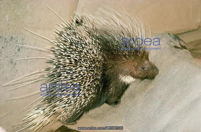 : KENYA CRESTED PORCUPINE : KENYA CRESTED PORCUPINE