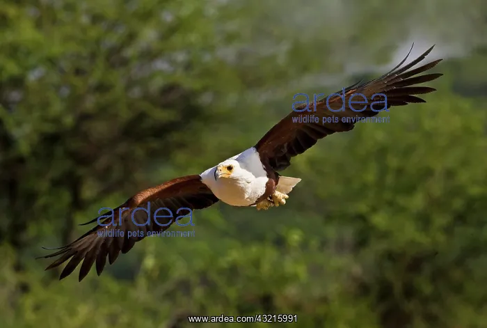 : Kenya. Fish eagle in flight : Kenya. Fish eagle in flight