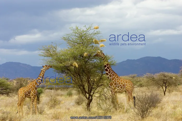 : Kenya. Two giraffes munch on tree leaves : Kenya. Two giraffes munch on tree leaves