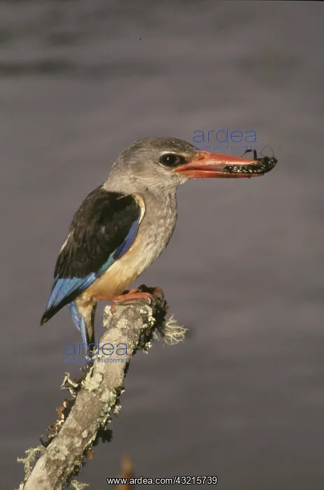 : Kenya. Grey-hooded kingfisher on limb with : Kenya. Grey-hooded kingfisher on limb with