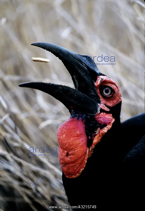 : Kenya. Ground hornbill eats a morsel : Kenya. Ground hornbill eats a morsel