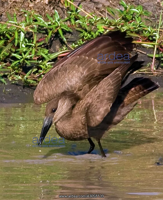 : Kenya. Hamerkop bird bathes in stream : Kenya. Hamerkop bird bathes in stream