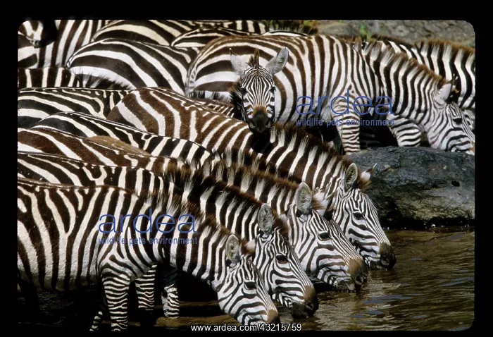 : Kenya. Herd of zebras drinking : Kenya. Herd of zebras drinking
