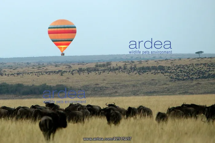 : Kenya - Hot air balloon over savannah & Buffalo : Kenya - Hot air balloon over savannah & Buffalo