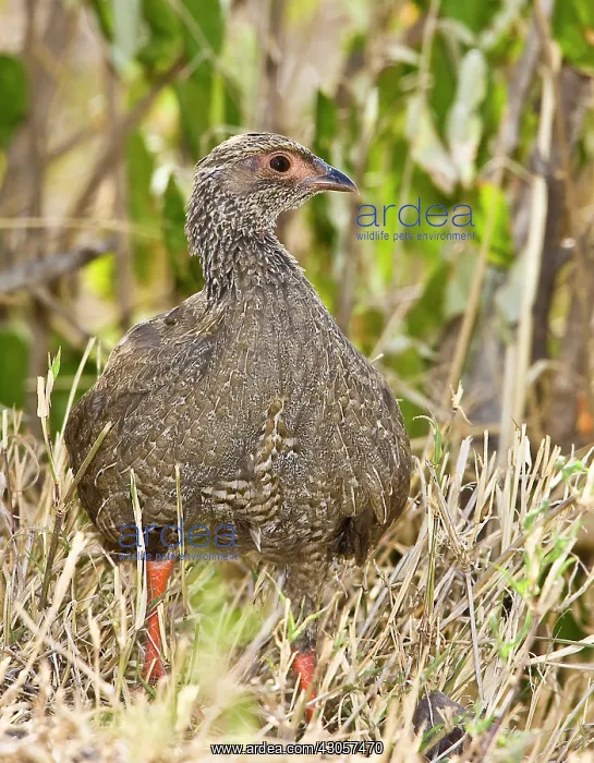 : Kenya. Jackson's francolin bird in dried : Kenya. Jackson's francolin bird in dried