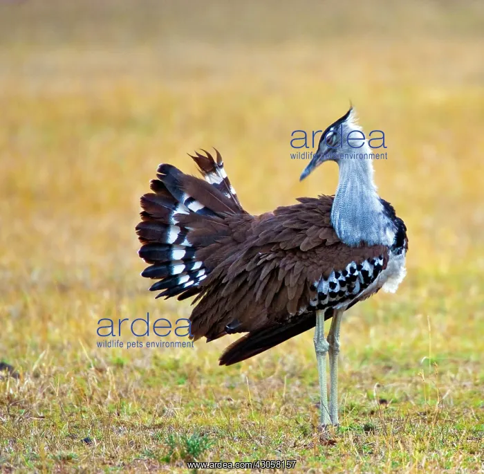 : Kenya. Kori bustard bird standing in a field : Kenya. Kori bustard bird standing in a field