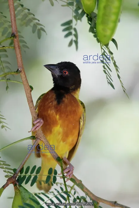 : Kenya, Lake Baringo. Close-up of male Jackson's : Kenya, Lake Baringo. Close-up of male Jackson's