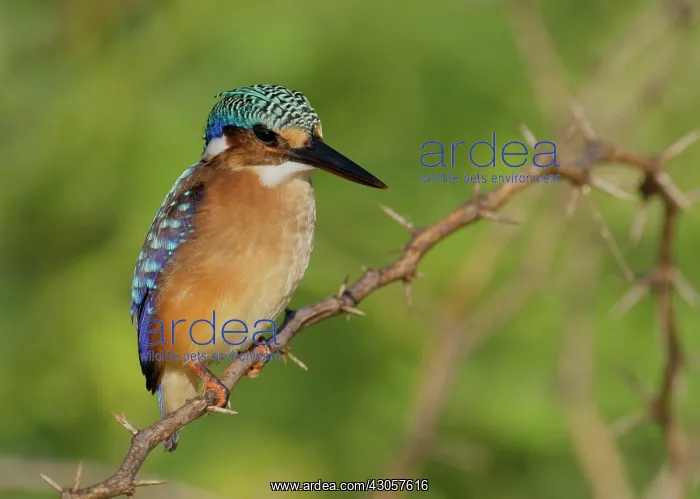 : Kenya, Lake Baringo. Close-up of pygmy kingfisher : Kenya, Lake Baringo. Close-up of pygmy kingfisher