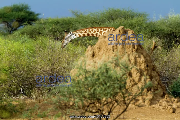 : Kenya, lake Magadi, Girafe masai (Giraffa camelopardalis) : Kenya, lake Magadi, Girafe masai (Giraffa camelopardalis)