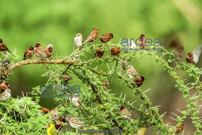 : Kenya, lake Magadi, weaver sp (Ploceus sp), Chestnut : Kenya, lake Magadi, weaver sp (Ploceus sp), Chestnut