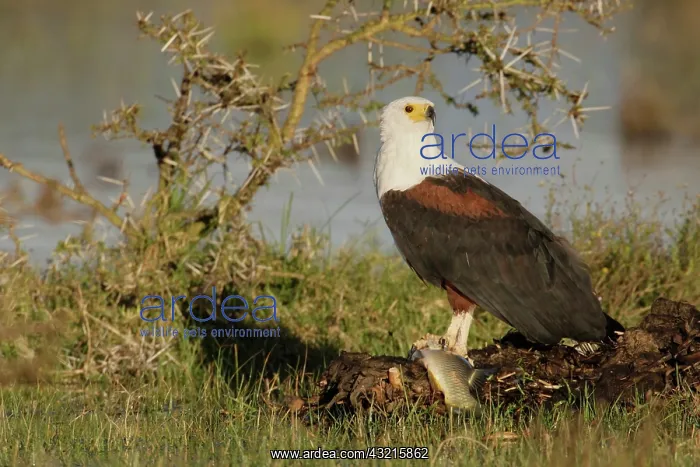 : Kenya, Lake Naivasha. African fish eagle : Kenya, Lake Naivasha. African fish eagle