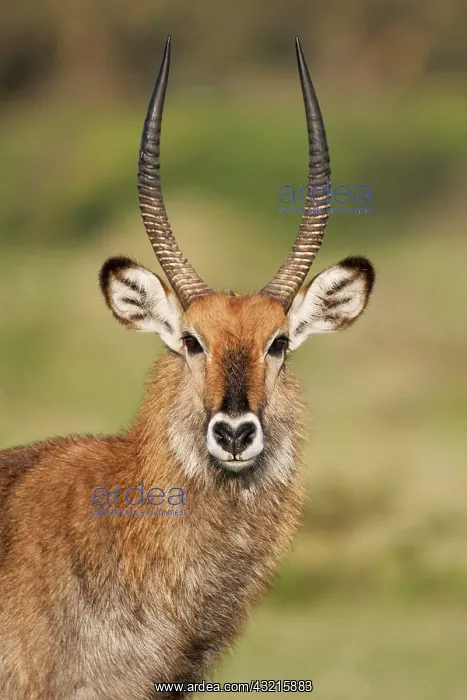 : Kenya, Lake Naivasha. Close-up of male Defassa : Kenya, Lake Naivasha. Close-up of male Defassa