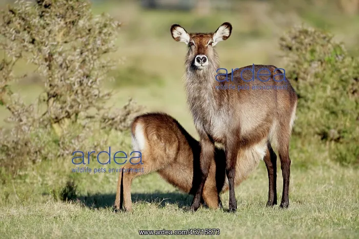 : Kenya, Lake Naivasha. Defassa waterbuck : Kenya, Lake Naivasha. Defassa waterbuck