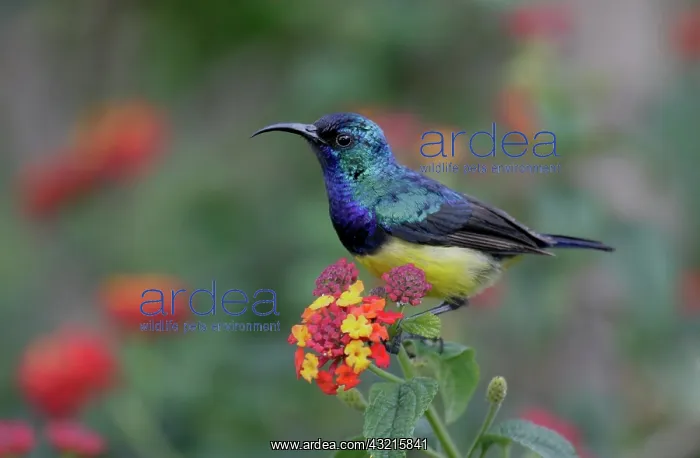 : Kenya, Lake Naivasha. Variable sunbird male : Kenya, Lake Naivasha. Variable sunbird male