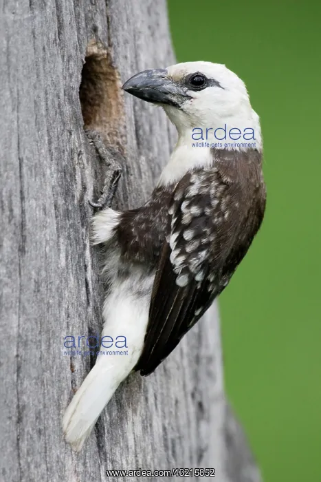 : Kenya, Lake Naivasha. White-headed barbet : Kenya, Lake Naivasha. White-headed barbet