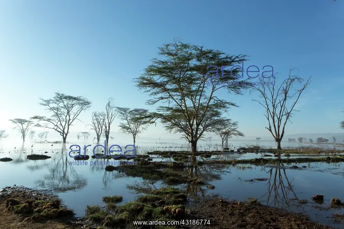 : Kenya, lake Nakuru, flooded in 2014 : Kenya, lake Nakuru, flooded in 2014