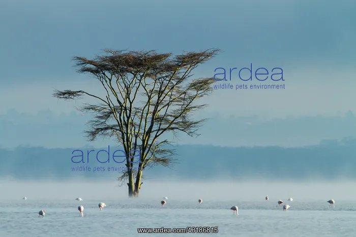 : Kenya, lake Nakuru, flooded in 2014 : Kenya, lake Nakuru, flooded in 2014