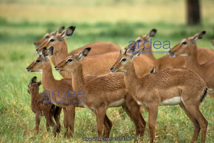 : Kenya: Lake Nakuru, herd of female impalas : Kenya: Lake Nakuru, herd of female impalas