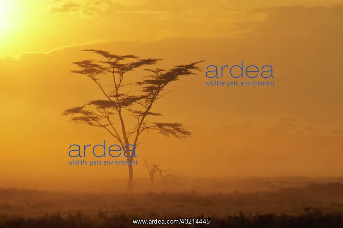 : Kenya: Lake Nakuru National Park, Burchell's : Kenya: Lake Nakuru National Park, Burchell's