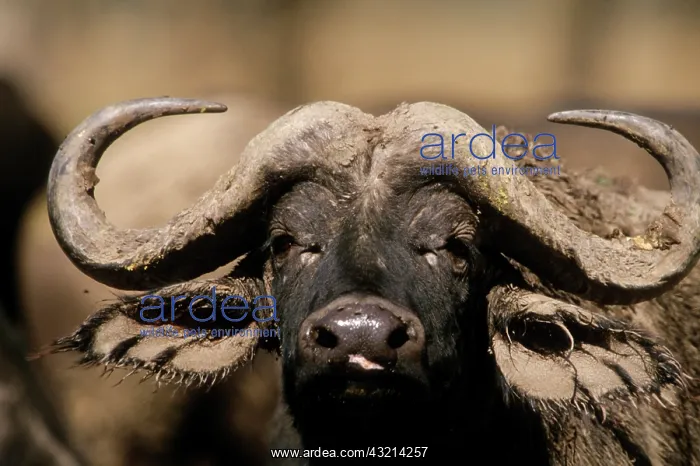 : Kenya: Lake Nakuru National Park, head of : Kenya: Lake Nakuru National Park, head of
